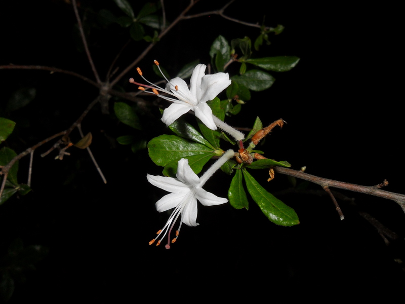 Honeysuckle